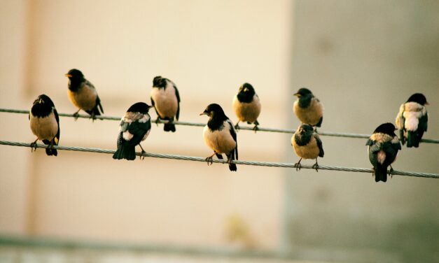 Unlocking Better Strategies by Listening to Your Frontline